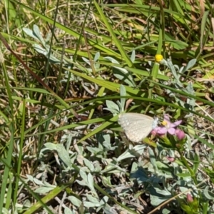 Zizina otis at Dawn Crescent Grassland (DCG) - 9 Feb 2024