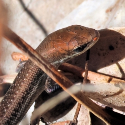 Carlia tetradactyla at Chiltern, VIC - 16 Feb 2024 by KylieWaldon