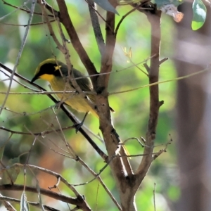 Lichenostomus melanops at Chiltern-Mt Pilot National Park - 17 Feb 2024 08:55 AM