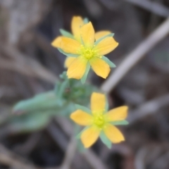 Hypericum gramineum (Small St Johns Wort) at Chiltern-Mt Pilot National Park - 17 Feb 2024 by KylieWaldon