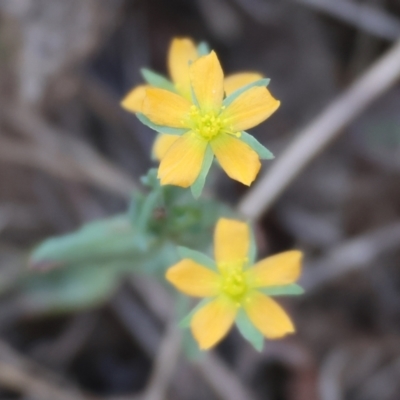 Hypericum gramineum (Small St Johns Wort) at Chiltern, VIC - 16 Feb 2024 by KylieWaldon