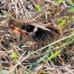 Unidentified Grasshopper (several families) at Chiltern-Mt Pilot National Park - 16 Feb 2024 by KylieWaldon