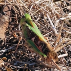 Unidentified Grasshopper (several families) at Chiltern-Mt Pilot National Park - 16 Feb 2024 by KylieWaldon