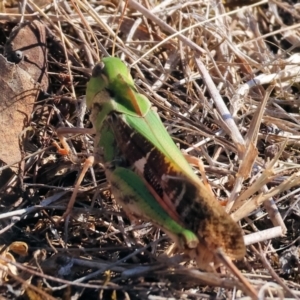 Gastrimargus musicus at Chiltern-Mt Pilot National Park - 17 Feb 2024 08:51 AM