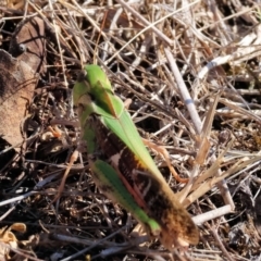 Gastrimargus musicus at Chiltern-Mt Pilot National Park - 17 Feb 2024 08:51 AM