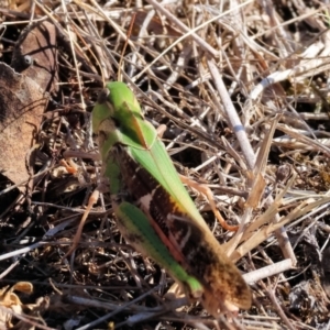 Gastrimargus musicus at Chiltern-Mt Pilot National Park - 17 Feb 2024