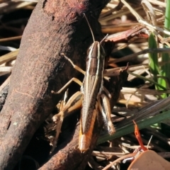 Unidentified Grasshopper (several families) at Chiltern, VIC - 16 Feb 2024 by KylieWaldon