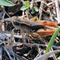 Phaulacridium vittatum (Wingless Grasshopper) at Chiltern-Mt Pilot National Park - 16 Feb 2024 by KylieWaldon