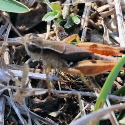 Phaulacridium vittatum (Wingless Grasshopper) at Chiltern-Mt Pilot National Park - 17 Feb 2024 by KylieWaldon