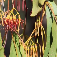 Amyema miquelii (Box Mistletoe) at Chiltern-Mt Pilot National Park - 17 Feb 2024 by KylieWaldon