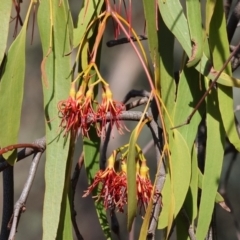 Amyema miquelii at Chiltern-Mt Pilot National Park - 17 Feb 2024 08:51 AM