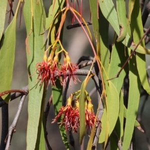 Amyema miquelii at Chiltern-Mt Pilot National Park - 17 Feb 2024