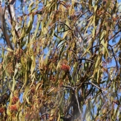 Amyema miquelii at Chiltern-Mt Pilot National Park - 17 Feb 2024 08:51 AM