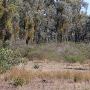 Amyema miquelii at Chiltern-Mt Pilot National Park - 17 Feb 2024