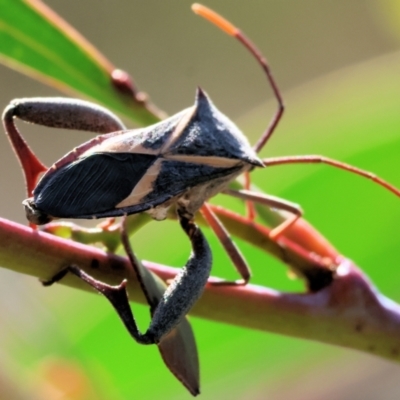 Mictis profana (Crusader Bug) at Chiltern-Mt Pilot National Park - 17 Feb 2024 by KylieWaldon