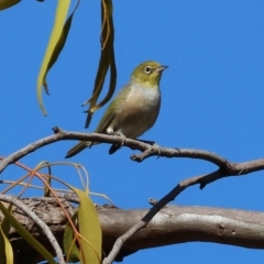 Zosterops lateralis (Silvereye) at Chiltern-Mt Pilot National Park - 17 Feb 2024 by KylieWaldon