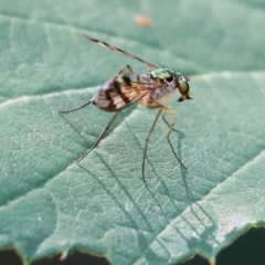 Heteropsilopus ingenuus (A long-legged fly) at Yackandandah, VIC - 24 Feb 2024 by KylieWaldon