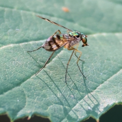 Heteropsilopus ingenuus (A long-legged fly) at Yackandandah, VIC - 24 Feb 2024 by KylieWaldon