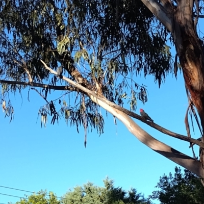 Gang Gangs at Canberra Nature Park – Friends of Mount Majura