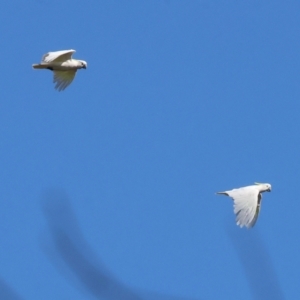 Cacatua galerita at Yackandandah, VIC - 24 Feb 2024 08:54 AM