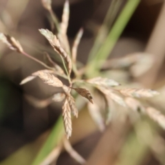 Eragrostis sp. at Yackandandah, VIC - 24 Feb 2024 by KylieWaldon