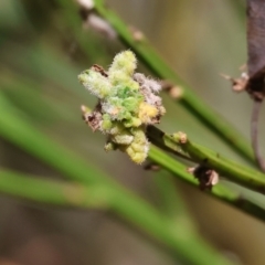 Unidentified Other Plant Gall at Yackandandah, VIC - 24 Feb 2024 by KylieWaldon