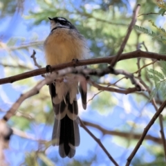 Rhipidura albiscapa at Yackandandah, VIC - 24 Feb 2024