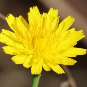 Hypochaeris radicata at Yackandandah, VIC - 24 Feb 2024