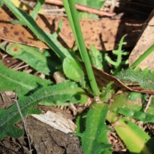 Hypochaeris radicata at Yackandandah, VIC - 24 Feb 2024