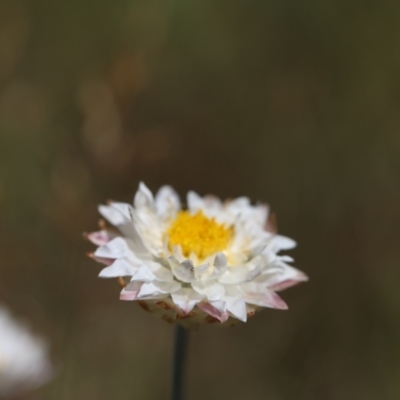 Leucochrysum alpinum (Alpine Sunray) at Bimberi Nature Reserve - 24 Feb 2024 by JimL