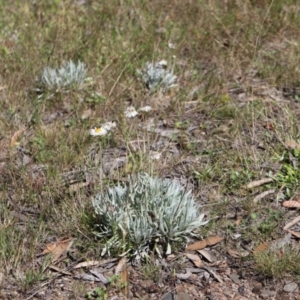 Leucochrysum alpinum at Bimberi Nature Reserve - 24 Feb 2024