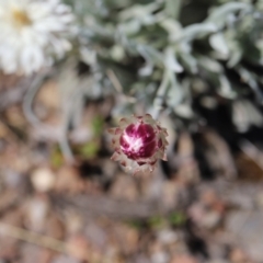 Leucochrysum alpinum at Bimberi Nature Reserve - 24 Feb 2024