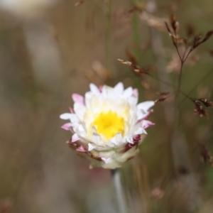 Leucochrysum alpinum at Bimberi Nature Reserve - 24 Feb 2024 11:43 AM