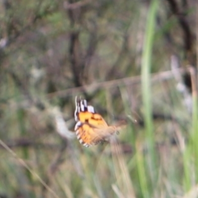 Vanessa kershawi (Australian Painted Lady) at Cotter River, ACT - 24 Feb 2024 by JimL
