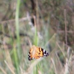 Vanessa kershawi at Namadgi National Park - 24 Feb 2024