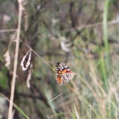 Vanessa kershawi at Namadgi National Park - 24 Feb 2024