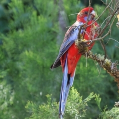 Platycercus elegans (Crimson Rosella) at Yackandandah, VIC - 24 Feb 2024 by KylieWaldon