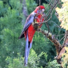 Platycercus elegans at Yackandandah, VIC - 24 Feb 2024 09:38 AM