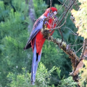 Platycercus elegans at Yackandandah, VIC - 24 Feb 2024 09:38 AM