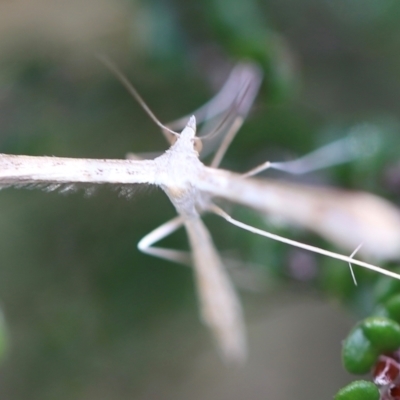 Platyptilia celidotus (Plume Moth) at Namadgi National Park - 24 Feb 2024 by JimL