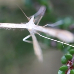 Platyptilia celidotus at Namadgi National Park - 24 Feb 2024