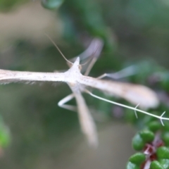 Platyptilia celidotus at Namadgi National Park - 24 Feb 2024