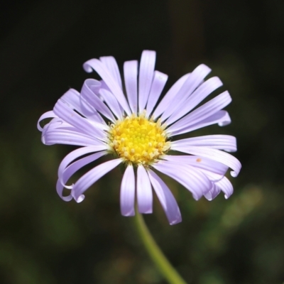 Brachyscome spathulata (Coarse Daisy, Spoon-leaved Daisy) at Cotter River, ACT - 24 Feb 2024 by JimL