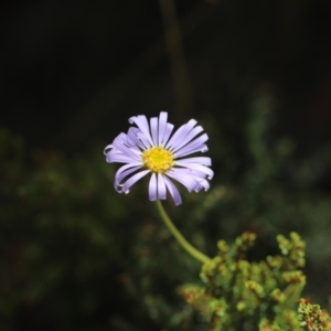 Brachyscome spathulata at Namadgi National Park - 24 Feb 2024 12:47 PM