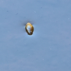 Unverified Water beetle (several families) at Yackandandah, VIC - 24 Feb 2024 by KylieWaldon