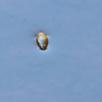 Unidentified Water beetle (several families) at Yackandandah, VIC - 24 Feb 2024 by KylieWaldon