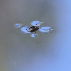 Unidentified Water or Shore Bug (several families) at Yackandandah, VIC - 23 Feb 2024 by KylieWaldon