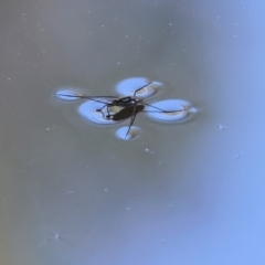 Tenagogerris euphrosyne (Water Strider) at Yackandandah, VIC - 24 Feb 2024 by KylieWaldon