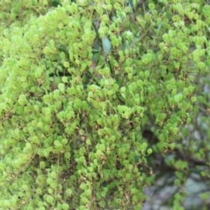 Bursaria spinosa at Yackandandah, VIC - 24 Feb 2024 09:22 AM