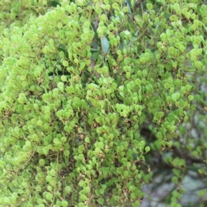 Bursaria spinosa at Yackandandah, VIC - 24 Feb 2024